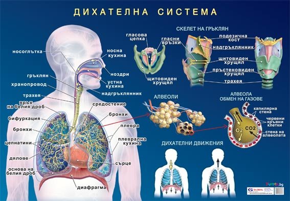 Дихателна система - постер