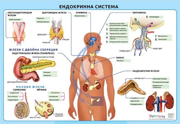 Ендокринна система - постер
