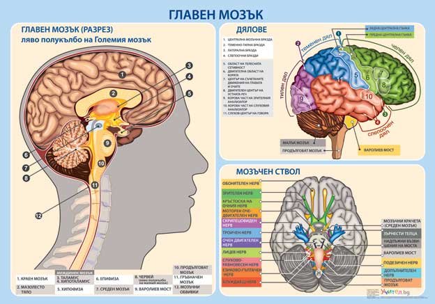 БИОЛОГИЯ