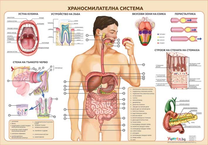Храносмилателна система - постер