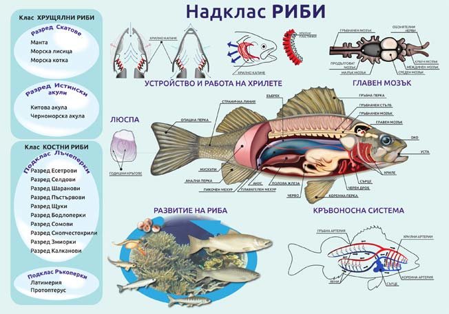 Надклас Риби - постер