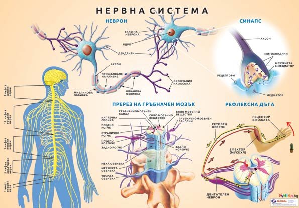 Нервна система - постер