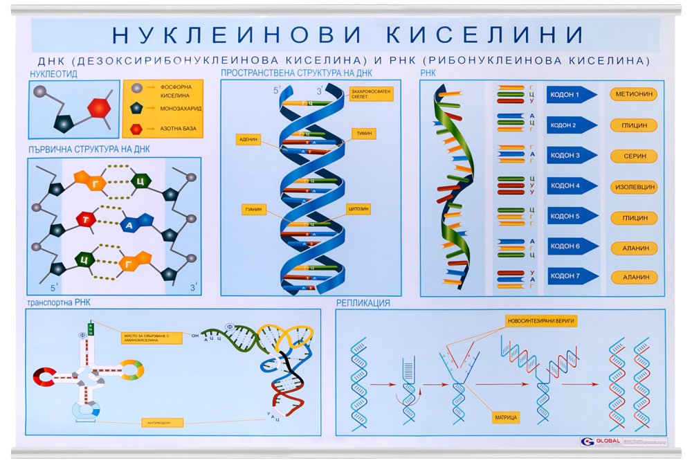 Нуклеинови киселини - постер