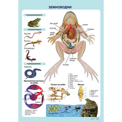 Земноводни - постер