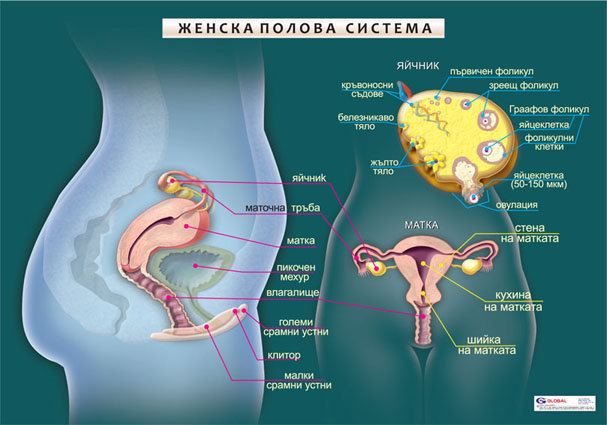 Женска полова система - постер
