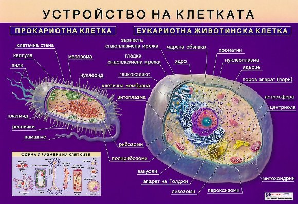 Устройство на клетката - постер